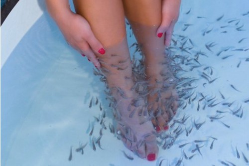 Golden Deals - Geniet nu van de enige echte Dr. Fish Experience op 2 locaties: een walhalla voor jouw handen en voeten! Golden Deals - Geniet nu van de enige echte Dr. Fish Experience op 2 locaties: een walhalla voor jouw handen en voeten!