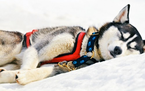 Golden Deals - Huskytocht: van romantische fakkeltocht tot overnachting in een Tipi met hottub! Golden Deals - Huskytocht: van romantische fakkeltocht tot overnachting in een Tipi met hottub!