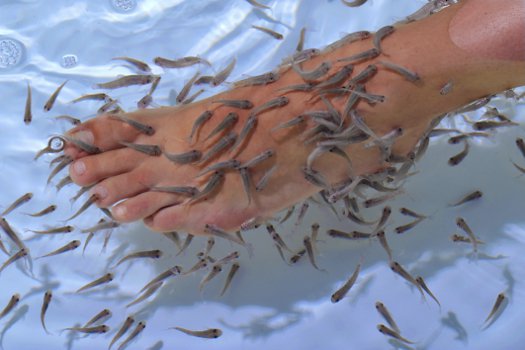 Group Actie - €12,95 - The Original Dr. Fish Experience Met Garra Rufa Visjes In Amsterdam Of Arnhem. Group Actie - €12,95 - The Original Dr. Fish Experience Met Garra Rufa Visjes In Amsterdam Of Arnhem.