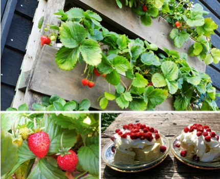 Groupdeal - 10, 20 of 30 hangende aardbeienplantjes! Met oplopende korting Groupdeal - 10, 20 of 30 hangende aardbeienplantjes! Met oplopende korting