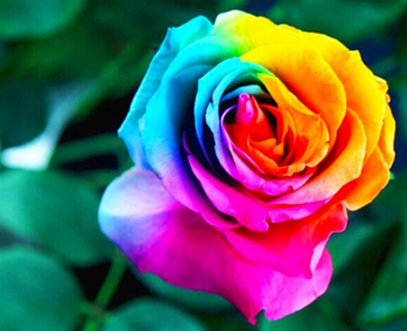 Groupdeal - 100 Zaadjes voor Regenboogrozen Groupdeal - 100 Zaadjes voor Regenboogrozen