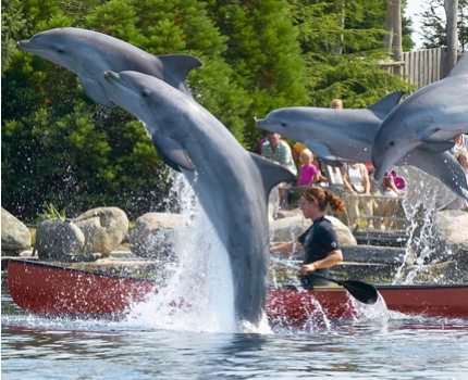 Groupdeal - 2-daags verblijf voor 2 personen in Hotel Marktzicht en 2dagkaarten voor het Dolfinarium Harderwijk