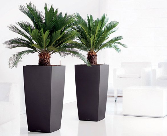 Groupdeal - 2-Pack King Sago Palmen Groupdeal - 2-Pack King Sago Palmen