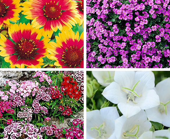 Groupdeal - 30 Vaste Tuinplanten Groupdeal - 30 Vaste Tuinplanten