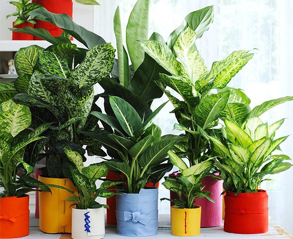 Groupdeal - 3-Pack Dieffenbachia Kamerplanten