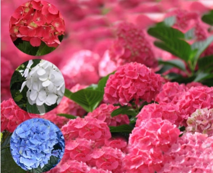 Groupdeal - 4, 8 of 12 stuks Hortensia’s Groupdeal - 4, 8 of 12 stuks Hortensia’s