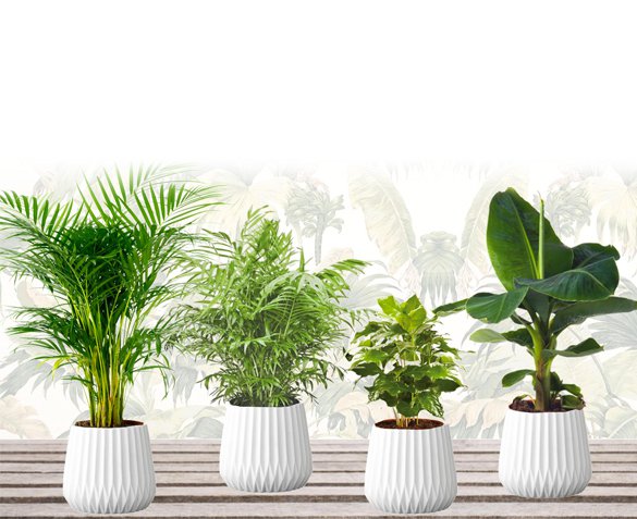 Groupdeal - 4-Pack Exotische Kamerplanten Groupdeal - 4-Pack Exotische Kamerplanten