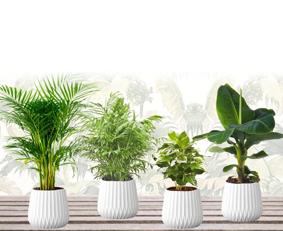 Groupdeal - 4-Pack Exotische Kamerplanten