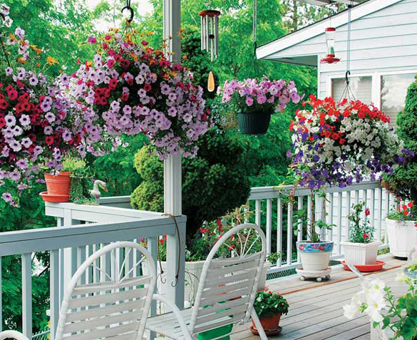 Groupdeal - 60 Zomerplanten Groupdeal - 60 Zomerplanten
