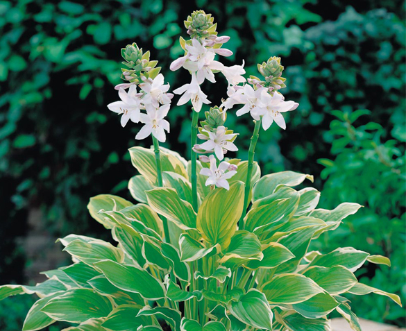 Groupdeal - 8, 16 of 32 Hosta Planten