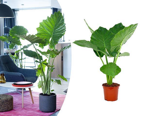 Groupdeal - Alocasia Macrorrhiza / Olifantsoren