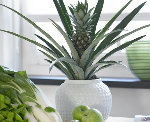 Groupdeal - Ananasplant Groupdeal - Ananasplant
