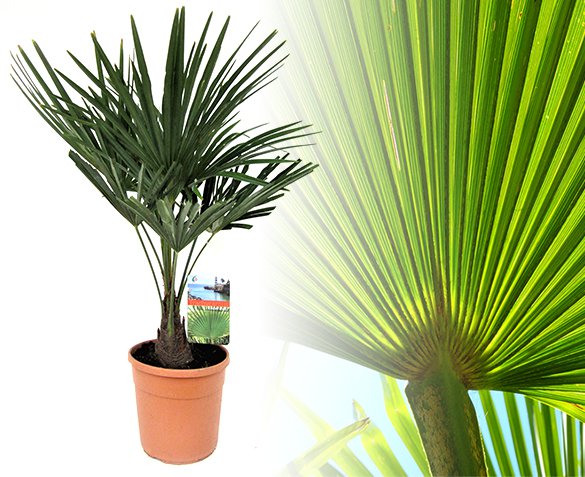 Groupdeal - Aziatische Waaierpalm Groupdeal - Aziatische Waaierpalm