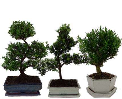 Groupdeal - Bonsai boompjes in verschillende soorten en maten! Groupdeal - Bonsai boompjes in verschillende soorten en maten!