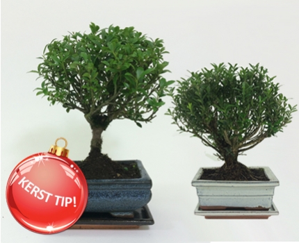 Groupdeal - Bonsai boompjes in verschillende soorten! Groupdeal - Bonsai boompjes in verschillende soorten!