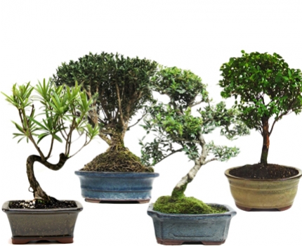 Groupdeal - Bonsai boompjes Groupdeal - Bonsai boompjes