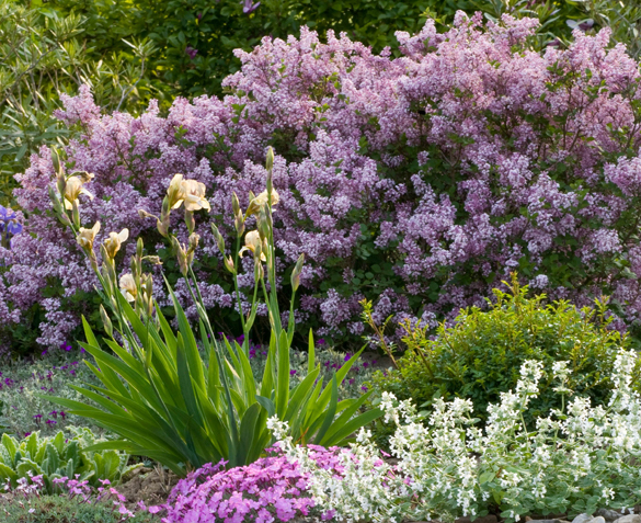 Groupdeal - Dwergsering Palibin Planten Groupdeal - Dwergsering Palibin Planten