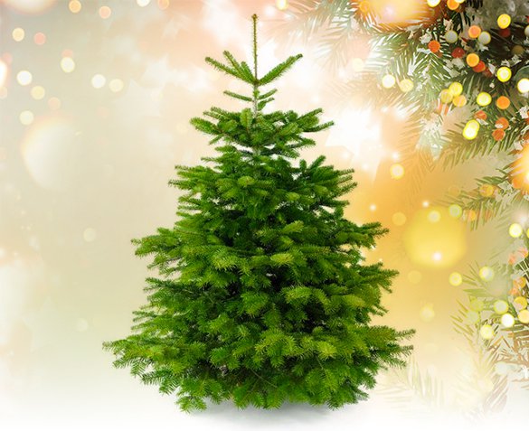 Groupdeal - Echte Nordmann Kerstboom Groupdeal - Echte Nordmann Kerstboom