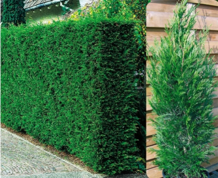 Groupdeal - Een mooie haag in je tuin! Groupdeal - Een mooie haag in je tuin!