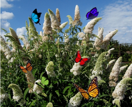 Groupdeal - Een set van 4, 8 of 12 vlinderstruiken