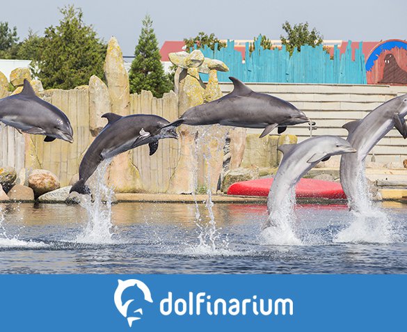 Groupdeal - Entreeticket Dolfinarium Groupdeal - Entreeticket Dolfinarium