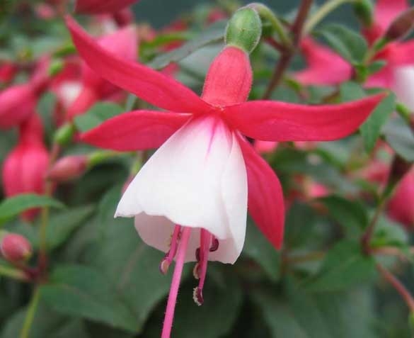 Groupdeal - Fuchsia Plantenstekken Groupdeal - Fuchsia Plantenstekken