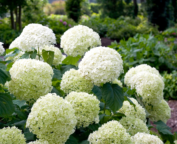 Groupdeal - Hortensia XXL Groupdeal - Hortensia XXL
