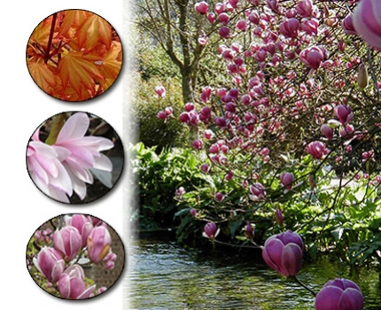 Groupdeal - Japan Combi Planten Set Groupdeal - Japan Combi Planten Set
