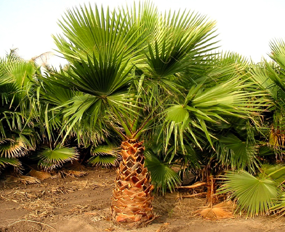 Groupdeal - Mexicaanse Waaierpalm XL Groupdeal - Mexicaanse Waaierpalm XL
