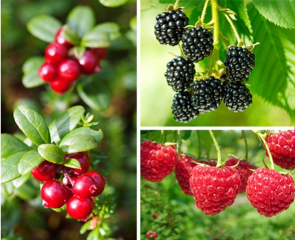 Groupdeal - Pakket met 6 verschillende soorten fruitplanten Groupdeal - Pakket met 6 verschillende soorten fruitplanten