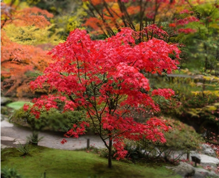 Groupdeal - Pakket met Japanse esdoorns; breng Oosterse sfeer in je tuin!