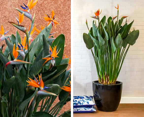 Groupdeal - Paradijsvogelplant Groupdeal - Paradijsvogelplant