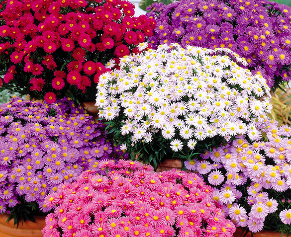 Groupdeal - Set Kleurrijke Asters Groupdeal - Set Kleurrijke Asters