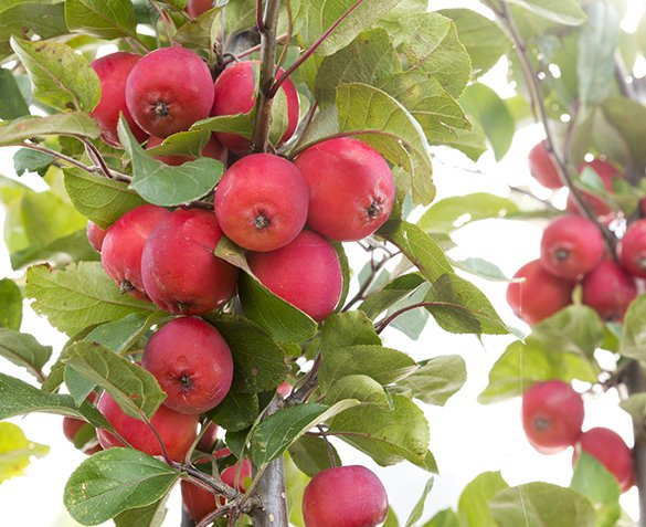Groupdeal - Set van 2 Appelbomen Groupdeal - Set van 2 Appelbomen