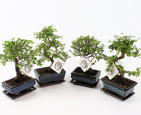 Groupdeal - Set van 2 Chinese Bonsai Boompjes Groupdeal - Set van 2 Chinese Bonsai Boompjes