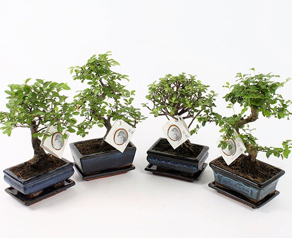 Groupdeal - Set van 2 Chinese Bonsai Boompjes