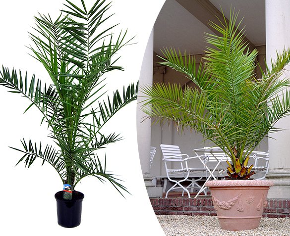 Groupdeal - Set van 2 XXL Canarische Dadelpalmen Groupdeal - Set van 2 XXL Canarische Dadelpalmen