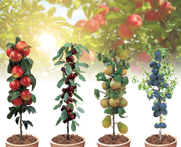 Groupdeal - Set van 4 Fruitbomen Groupdeal - Set van 4 Fruitbomen