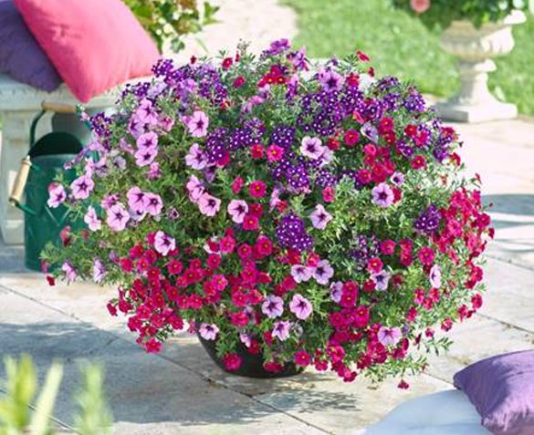 Groupdeal - Set van 60 Zomerbloeiers Groupdeal - Set van 60 Zomerbloeiers