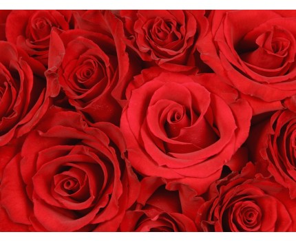 Groupdeal - Shoptegoed voor Droomboeket.nl, verras een vriend of geliefde! Groupdeal - Shoptegoed voor Droomboeket.nl, verras een vriend of geliefde!