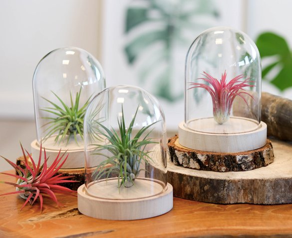 Groupdeal - Tillandsia Plantjes in Glazen Stolp Groupdeal - Tillandsia Plantjes in Glazen Stolp