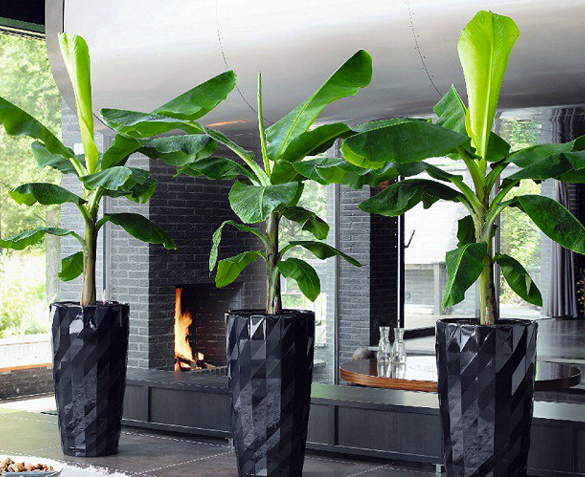 Groupdeal - Tropische Bananenplant Groupdeal - Tropische Bananenplant