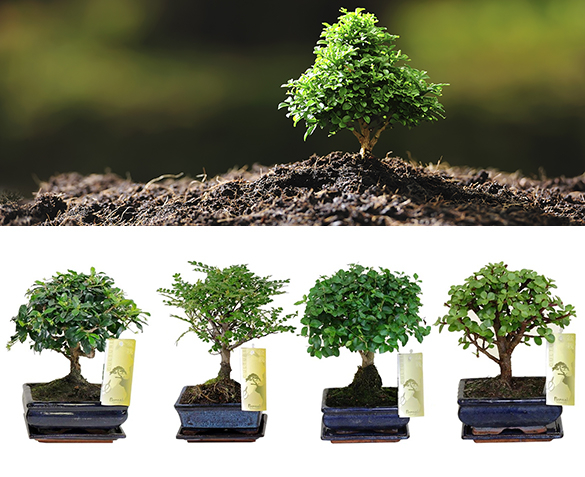 Groupdeal - TWEE Bonsai Boompjes Groupdeal - TWEE Bonsai Boompjes