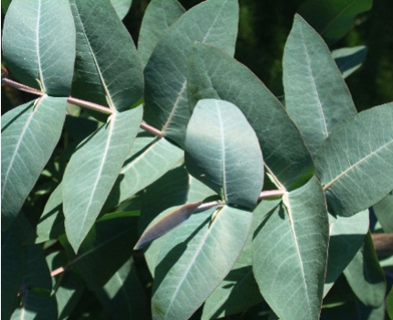 Groupdeal - Twee échte Eucalyptus bomen bij jou in de tuin Groupdeal - Twee échte Eucalyptus bomen bij jou in de tuin