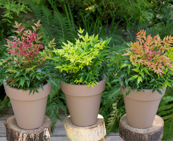 Groupdeal - TWEE Hemelse Bamboo Struiken Groupdeal - TWEE Hemelse Bamboo Struiken