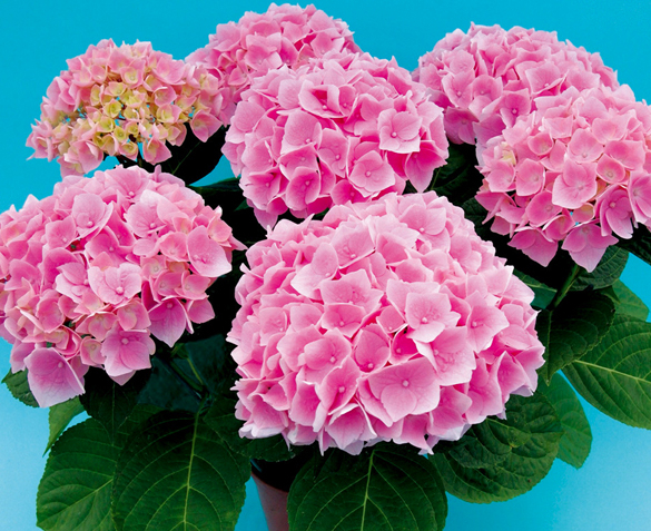 Groupdeal - TWEE Hortensia Planten Groupdeal - TWEE Hortensia Planten