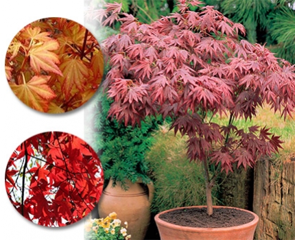 Groupdeal - TWEE Japanse Esdoorns Groupdeal - TWEE Japanse Esdoorns