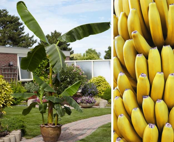 Groupdeal - TWEE of VIER Tropische Bananenbomen