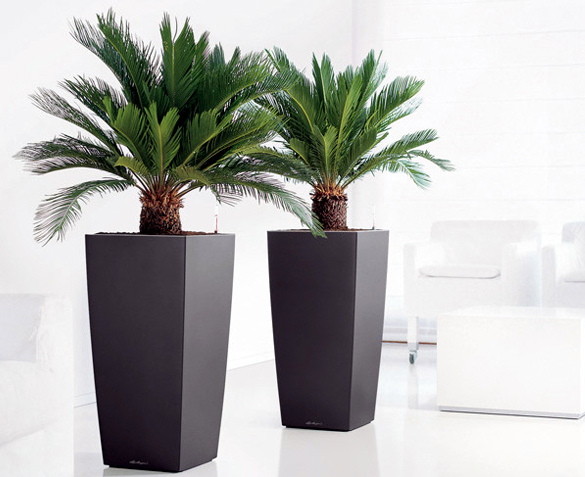 Groupdeal - TWEE Sagopalmen Groupdeal - TWEE Sagopalmen