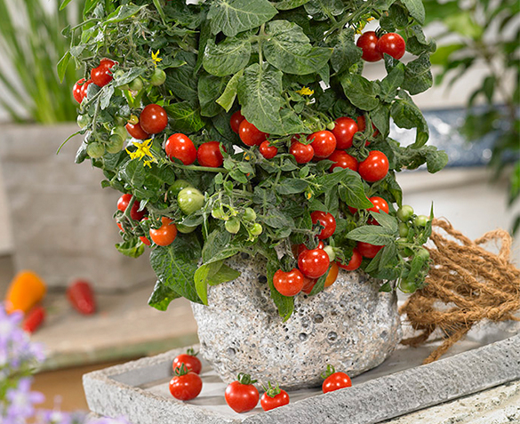 Groupdeal - TWEE Snoeptomatenplanten Groupdeal - TWEE Snoeptomatenplanten